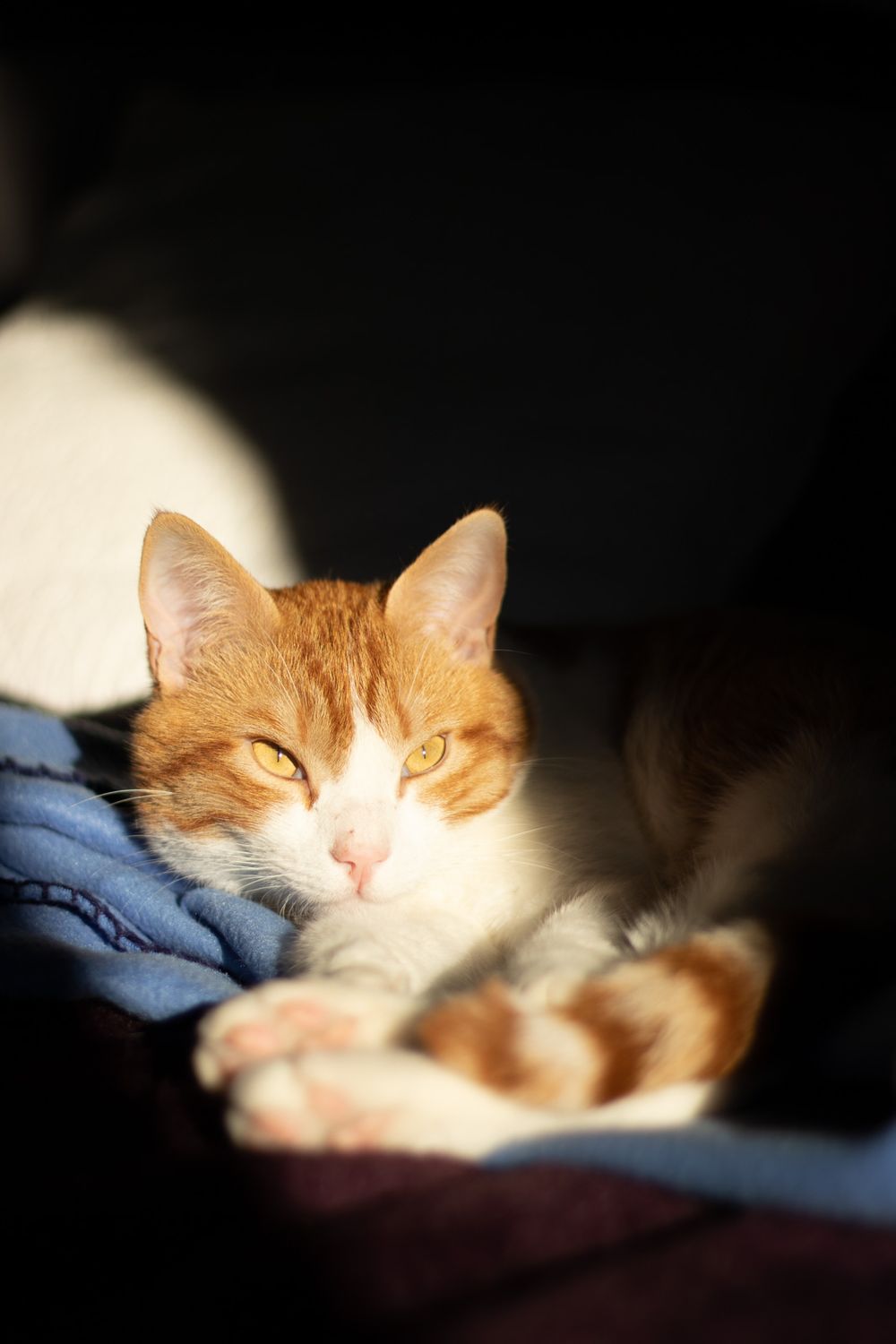 Spring holiday cat photo 3