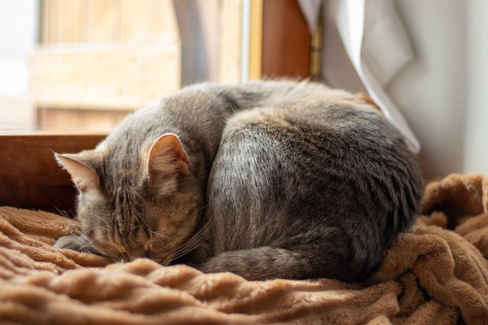 Spring holiday cat photo 2