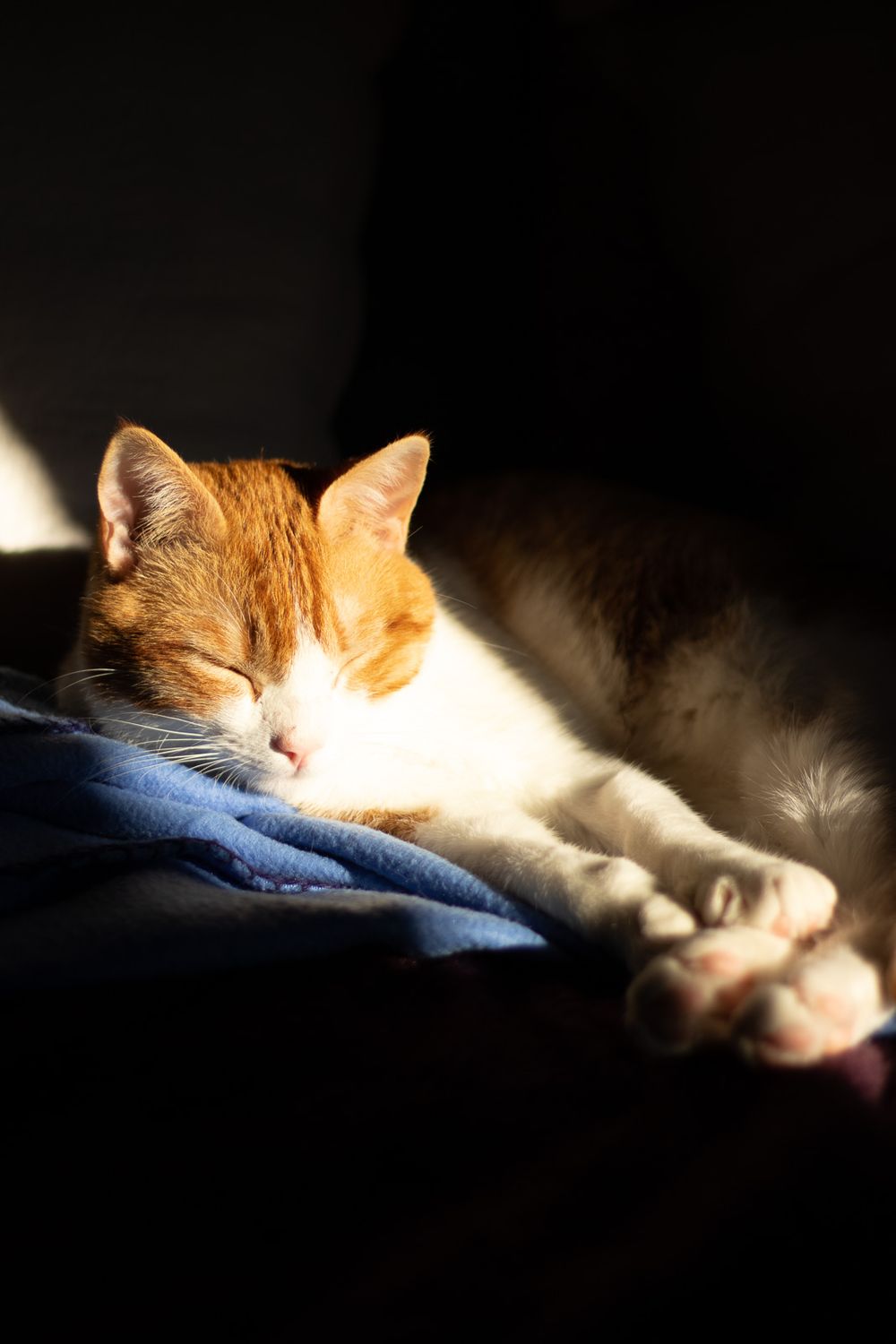 Spring holiday cat photo 4