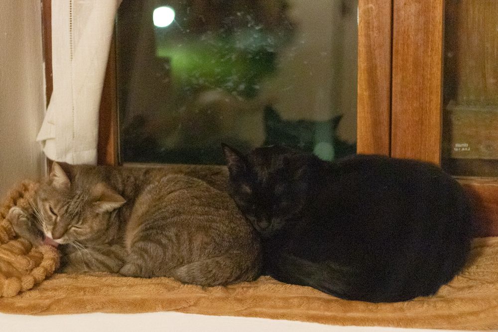 Spring holiday cat photo 6