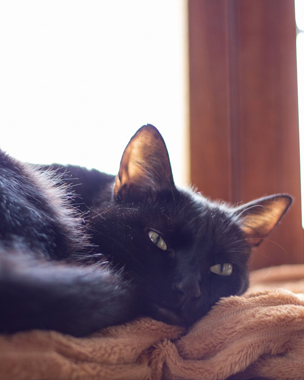 Spring holiday cat photo 1