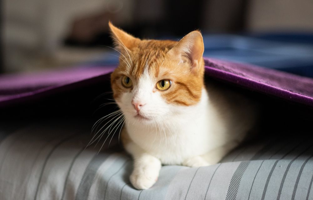 Ronnie, an orange and white cat