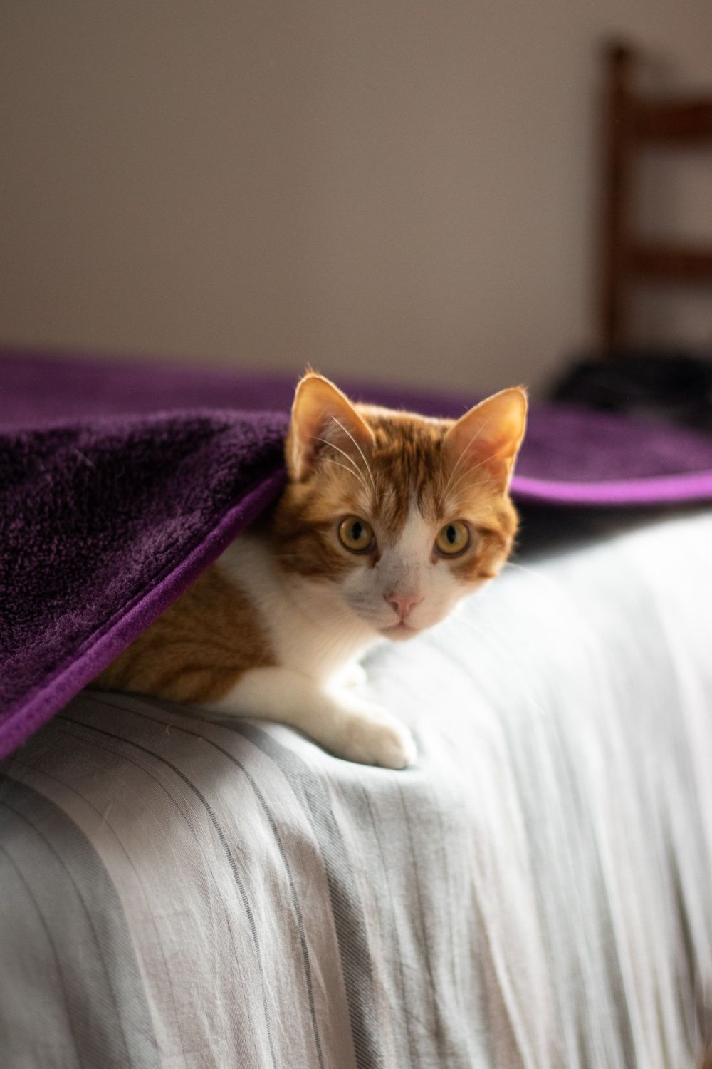 Spring holiday cat photo 5